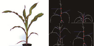 Scanalyzer 3D可见光成像分析玉米植株骨架及叶倾角