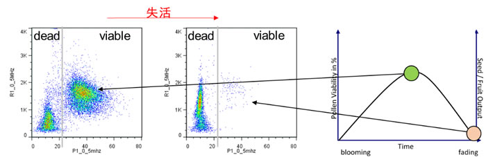 优化花粉收获及保存条件.jpg