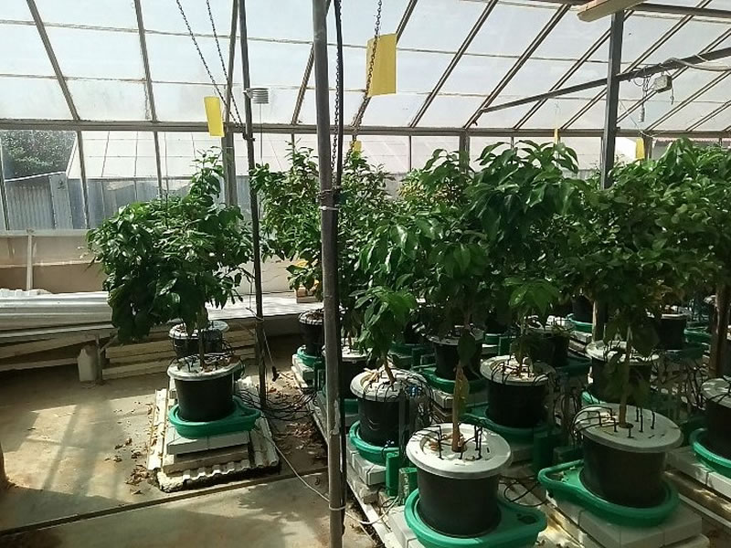 Plant-DiTech公司与希伯来大学罗伯特·史密斯农业食品和环境学院温室合作研究项目.jpg